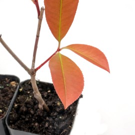 6 Red Tip Photinia, Photinia x Fraseri, Thriving in Extra Deep Nursery Cubes
