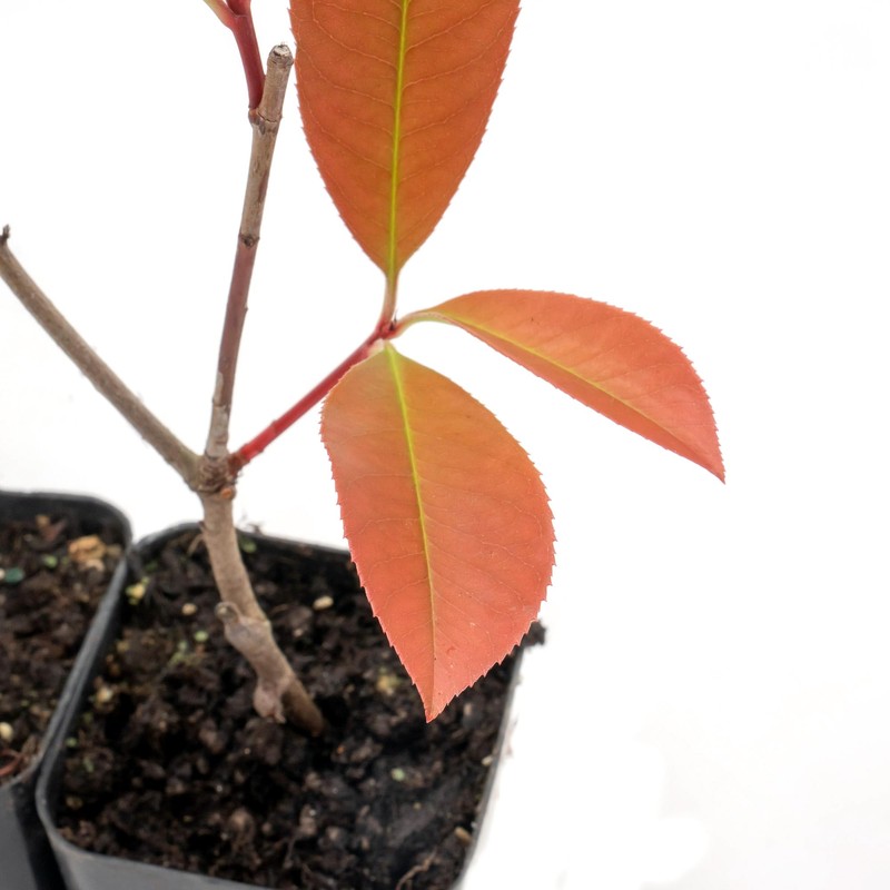 6 Red Tip Photinia, Photinia x Fraseri, Thriving in Extra