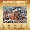 HERBALICIOUS Star Anise Dietary Supplement – 100 Capsules Anise Extract