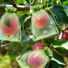 100 Pieces Green Fruit Protection Bags Fruit Protection Bags Fruit