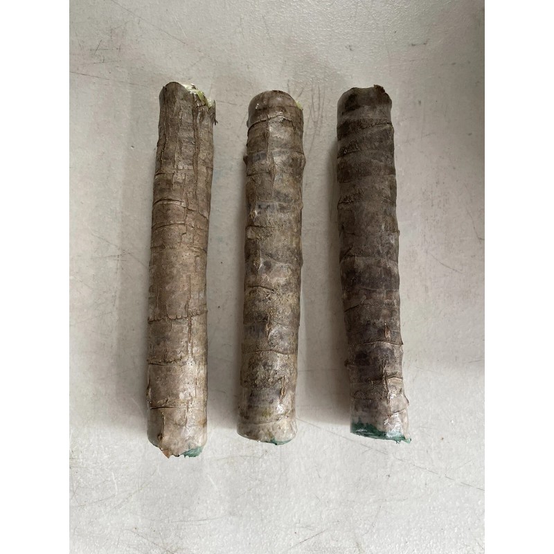 Hawaiian Green Ti Leaf Fresh Cuttings 6inch Starter Logs x3