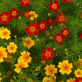 Marigold Seeds - Signata - Gem Series - Mix - 100 Seed Packet - Tagetes tenuifolia - Non-GMO, Open Pollinated - Flower Gardening
