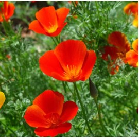 TomorrowSeeds - Mikado California Poppy Seeds - 500+ Count Packet - for 2024 Red Orange Poppies Heat Deer Resisting Drought Tolerant USA Ornamental