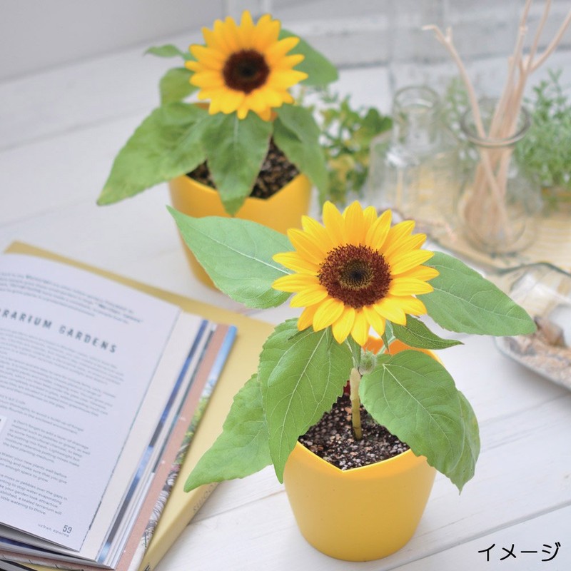 Seishin Pottery Mini Sunflower Cultivation Set