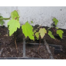 Unbranded 3 Florida Red Maple Trees 4"to"8  Live Plant Seedling ACER RUBRUM