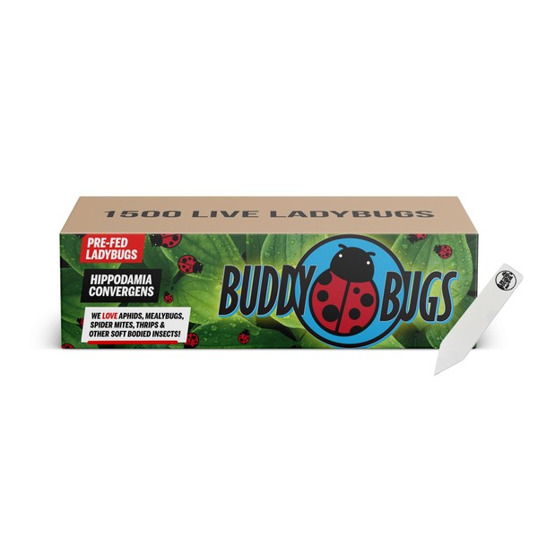 1500 Pre-Fed Live Ladybugs | BuddyBugs | Hippodamia Convergens |