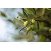 OLYMYTHOS Koroneiki Robust Extra Virgin Olive Oil - Polyphenol Rich