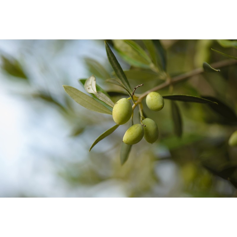 OLYMYTHOS Koroneiki Robust Extra Virgin Olive Oil - Polyphenol Rich