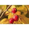 Pure Herbs: Wild Cherry Bark "Special" - 1 oz.
