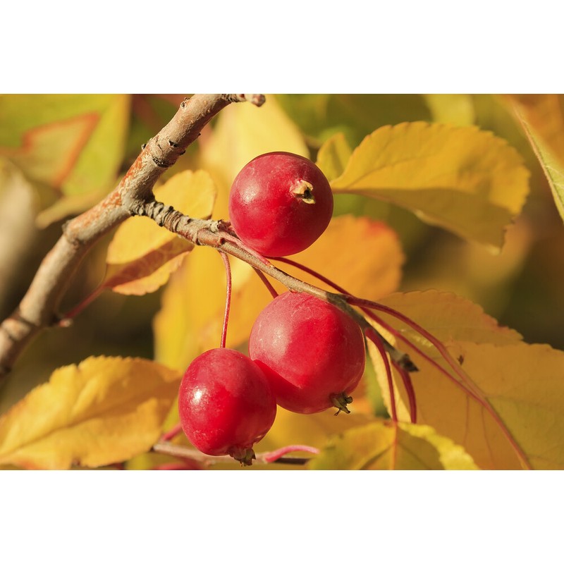 Pure Herbs: Wild Cherry Bark "Special" - 1 oz.