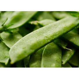 Southeast Seeds Mammoth Melting Sugar Snow Pea Seeds, NON-GMO, Heirloom, FREE SHIPPING - 12 Seeds or 1/8 OZ