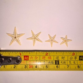 REGODI 100 PCS Natural Small Starfish for Crafts, 0.5" to 1", Perfect for Wedding Beach Theme Decor, Home DIY Projects, and Craft Supplies