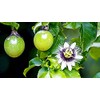 GARDENERA Premium Passion Fruit Potting Soil Mix - Perfect Balance