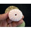 Florida Shells and Gifts Sea Urchin Sampler: Natural Purple, Pink,