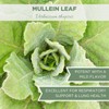 Elanen Naturals Mullein Leaf, USDA Certified Organic, Cut & Sifted