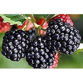 Blackberry Triple Crown - Fruit Garden Thornless Bare Root Plant - 3 plants