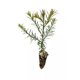 The Jonsteen Company Coast Redwood | Small Tree Seedling | The Jonsteen Company