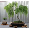 Tree Long Leaf Weeping Willow Bonsai Tree Cutting to Grow