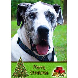 Great Dane Dog Christmas Card 'Merry Christmas' - Special Animal Xmas Card for Him Her from Pets Kids
