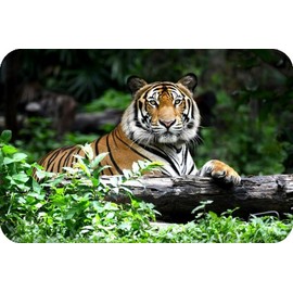 Bengal Tiger Wildlife Rectangle Aluminium Fridge Magnet Fantastic Souvenir