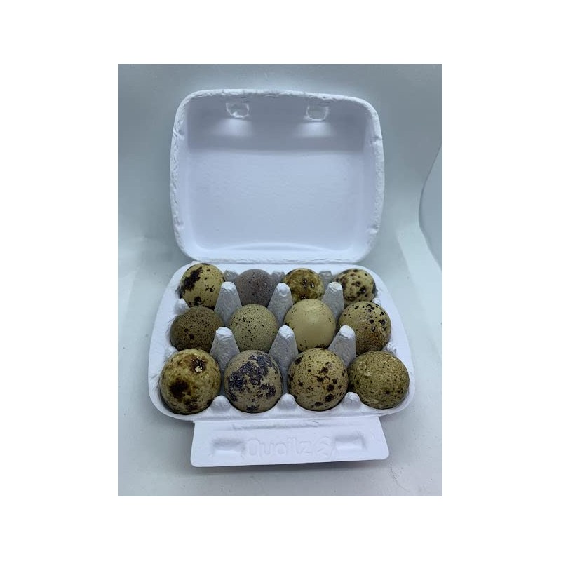 Fresh Quail Eggs(24)