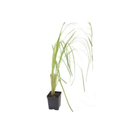 Greenwood Nursery: Live Ornamental Grasses - White Pampas Grass + Cortaderia Selloana - [Qty: 3X Pint Pots] - (Click for Other Available Plants/Quantities)