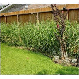 lemongrass 10 Lemongrass stalks READY TO PLANT, Mosquito Repellent, CITRONELLA