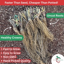 Seascape Strawberry Plants - Great for Planters - Day Neutral (Heavy Producer) - Bare Root Strawberry Plants from Hand Picked Nursery (5)