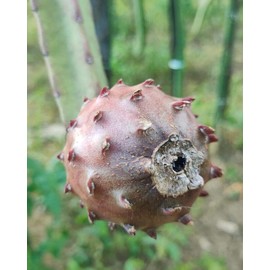 ORGANICO Baby Cerrado DRAGON FRUIT CUTTINGS 8-12 Inches check the description