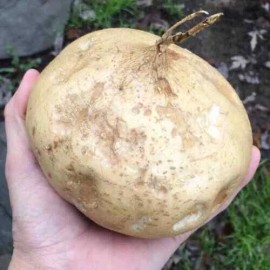 Fresh 20 Jicama Seeds Vegetable  Mexican Yam Bean Root, Hột củ sắn, 2025 NON - GMO