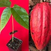 New and Healthy Red Theobroma Cacao Cocoa Chocolate Tropical Fruit