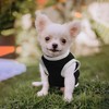 4 Pieces Dog Clothes for Small Dogs Girl Boy Summer