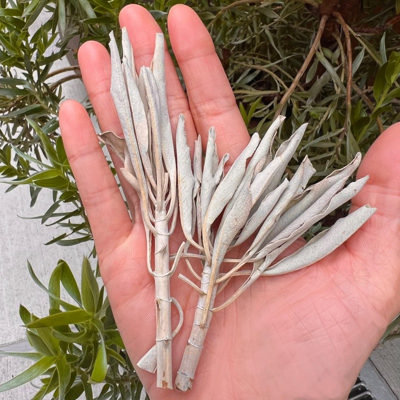 Sage White Sage Incense (Sage 1.2 oz (35 g) +