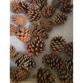 Zugar Land 12 Pack Pine Cones 2" - 3" Real All Natural Pinecones in Bulk (Unscented) Various Size - Perfect for Arts and Crafts, Home Decor Accent Vase Filler. (2-3 Inch)