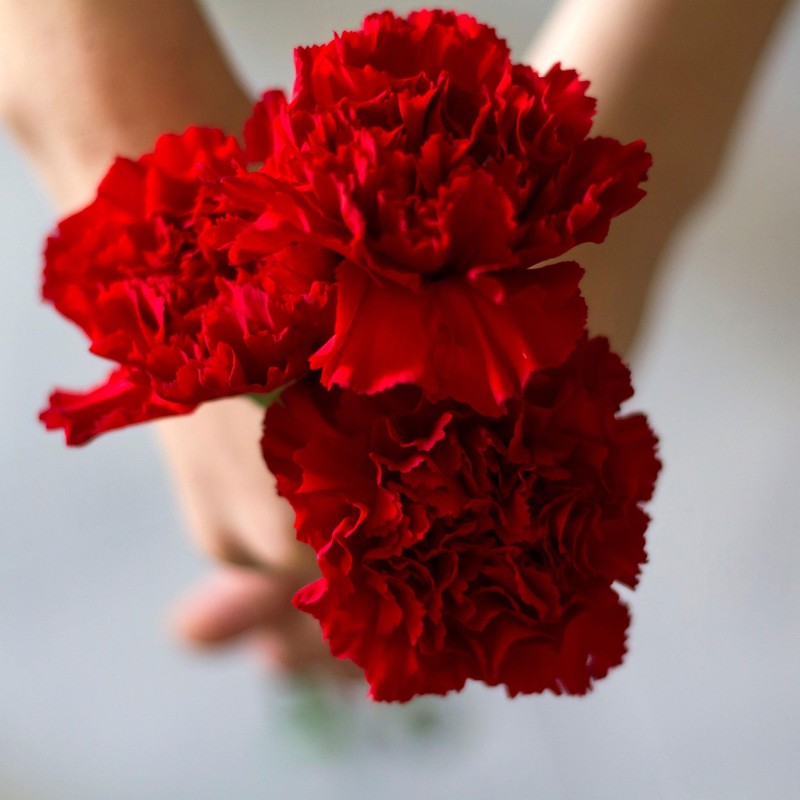 Eden Brothers Carnation Seeds - Etincellant