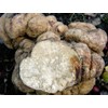 SeedsUP - 100+ White Truffle Mushrooms Mycelium Spawn Spores -