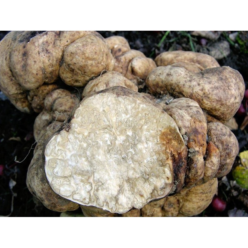 SeedsUP - 100+ White Truffle Mushrooms Mycelium Spawn Spores -