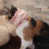 Cat Esophagus Tube Cover (Yellow)
