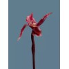 Flowers by James Artificial Phragmipedium Lady Slipper Orchid stem