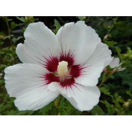 White 25 WHITE HIBISCUS SEEDS (Crimson Eye) | Perennial Flower