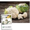 Snowball Self-Blanching Cauliflower Seeds for Planting, 1000+ Heirloom Seeds Per