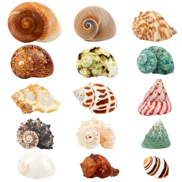 15PCS Hermit Crab Shells | Natural Sea Conch Size 1.6"-3.2"