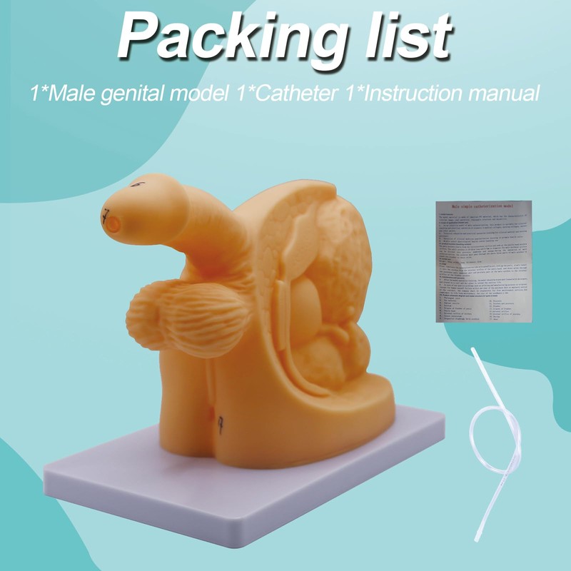 DRXRD Catheterization Model Anatomical Models Internal External Genital PVC Anatomy