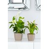 Tymar Flower Pot, 2 Pack Round Shape Planter, Indoor Planter,
