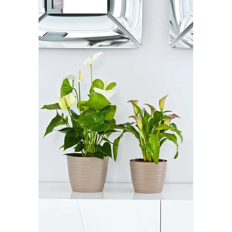 Tymar Flower Pot, 2 Pack Round Shape Planter, Indoor Planter,