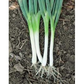 Fresh 300 TOKYO WHITE LONG BUNCHING ONION SEEDS  FRESH HARVEST FOR GARDENS