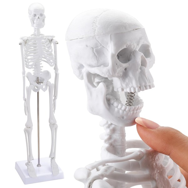 Human skeleton model for anatomy, 45cm high scientific anatomy human body model with movable arms and legs, bone structure, whole spine and ribs are integrated