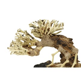 Bonsai Driftwood Small Aquarium Tree ASX Random Pick (4in H x 5in L) Natural, Handcrafted Fish Tank Decoration | Easy to Install