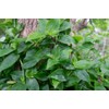 Generic 10 Tradescantia Cuttings - Green Wandering Jew, no Root,