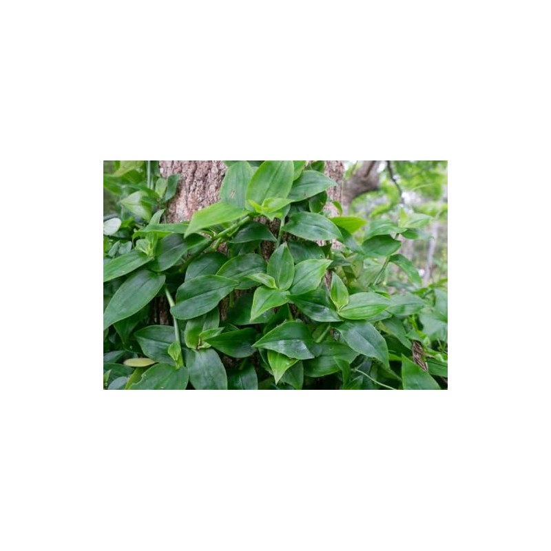 Generic 10 Tradescantia Cuttings - Green Wandering Jew, no Root,